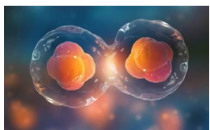 胚胎细胞感知僵硬以形成面部