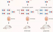 2月20哺乳动物基因组中的调控序列有助于解释癌症如何侵入正常组织