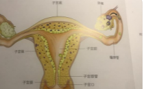 研究表明有一个卵巢的女性不太可能获得成功的体外受精结果