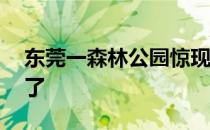 东莞一森林公园惊现22栋别墅负责人称管不了