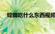 螳螂吃什么东西视频（螳螂吃什么东西）