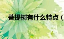 菩提树有什么特点（菩提树有什么寓意）