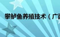 攀鲈鱼养殖技术（广西攀鲈鱼的养殖方法）