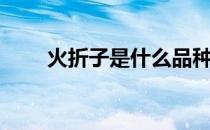 火折子是什么品种（火折子是什么）