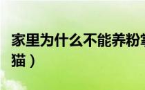 家里为什么不能养粉掌（家里为什么不能养黑猫）