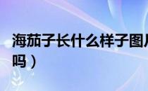 海茄子长什么样子图片（海茄子长什么样有图吗）