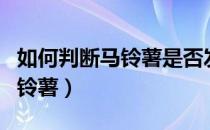 如何判断马铃薯是否发芽（如何辨别发芽的马铃薯）