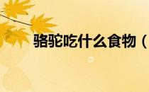 骆驼吃什么食物（骆驼吃什么食物）