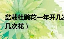 盆栽杜鹃花一年开几次花（盆栽杜鹃花一年开几次花）
