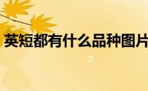 英短都有什么品种图片（英短都有什么品种）