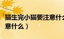 猫生完小猫要注意什么事项（猫生完小猫要注意什么）