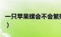 一只苹果螺会不会繁殖（一只苹果螺会爆缸吗）