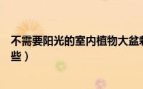 不需要阳光的室内植物大盆栽（不需要阳光的室内植物有哪些）