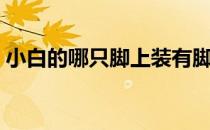 小白的哪只脚上装有脚杯（小白的哪只脚有）