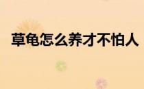 草龟怎么养才不怕人（草龟怎么养出墨龟）