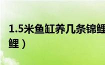 1.5米鱼缸养几条锦鲤鱼（1.5米鱼缸养几条锦鲤）