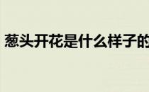 葱头开花是什么样子的（ct口红是什么牌子）