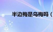 半边梅是乌梅吗（半边梅是什么梅）