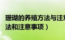 珊瑚的养殖方法与注意事项（珊瑚树的养殖方法和注意事项）