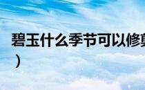 碧玉什么季节可以修剪枝（碧玉什么季节开花）