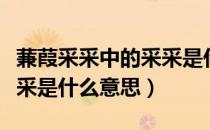蒹葭采采中的采采是什么意思（蒹葭采采的采采是什么意思）