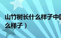 山竹树长什么样子中国有山竹吗（山竹树长什么样子）