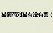 猫薄荷对猫有没有害（猫薄荷对猫有伤害吗）
