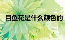 目鱼花是什么颜色的（目鱼花是什么做的）