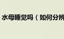 水母睡觉吗（如何分辨水母死了还是睡觉了）