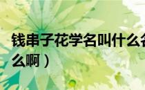 钱串子花学名叫什么名字（钱串子花学名叫什么啊）