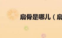 扇骨是哪儿（扇骨是哪个部位）