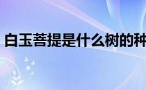 白玉菩提是什么树的种子（白玉菩提是什么）