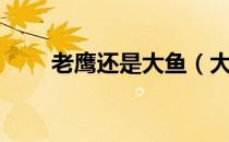 老鹰还是大鱼（大鵟和老鹰的区别）