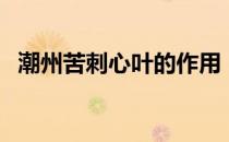 潮州苦刺心叶的作用（潮州苦刺心叫什么）