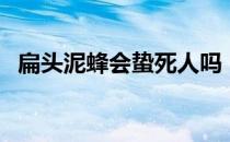 扁头泥蜂会蛰死人吗（扁头泥蜂会叮人吗）
