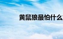 黄鼠狼最怕什么如何驱赶黄鼠狼