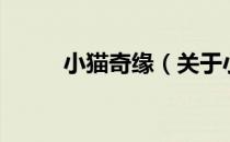 小猫奇缘（关于小猫奇缘的介绍）