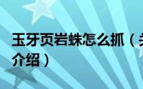 玉牙页岩蛛怎么抓（关于玉牙页岩蛛怎么抓的介绍）