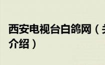 西安电视台白鸽网（关于西安电视台白鸽网的介绍）