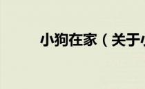 小狗在家（关于小狗在家的介绍）