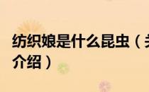 纺织娘是什么昆虫（关于纺织娘是什么昆虫的介绍）