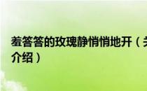 羞答答的玫瑰静悄悄地开（关于羞答答的玫瑰静悄悄地开的介绍）