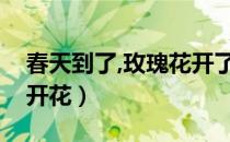 春天到了,玫瑰花开了（玫瑰说我只有在春天开花）