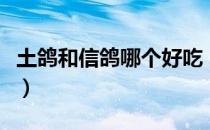 土鸽和信鸽哪个好吃（土鸽和信鸽哪个繁殖快）
