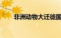 非洲动物大迁徙国语版（非洲动物）