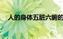 人的身体五脏六腑的位置图（人的身体）