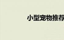 小型宠物推荐（小型宠物）