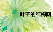 叶子的结构图（叶子的结构）