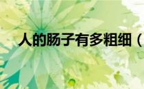 人的肠子有多粗细（人的肠子有多少米）