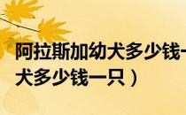 阿拉斯加幼犬多少钱一只在佛山（阿拉斯加幼犬多少钱一只）